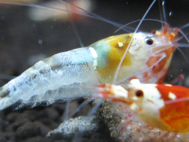 突然変異種青い卵を持つビーシュリンプ 趣味人