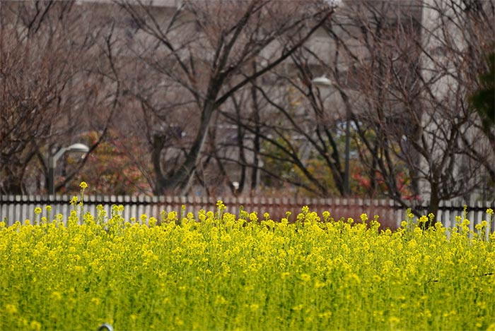 ≪長居植物園　Ⅱ≫_f0108478_20453745.jpg