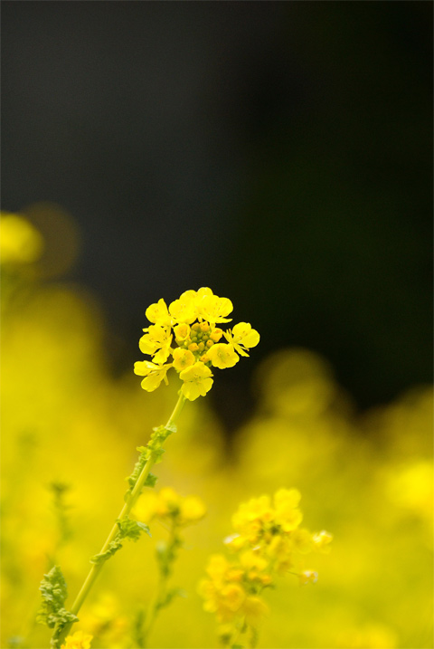 ≪長居植物園　Ⅱ≫_f0108478_20462185.jpg