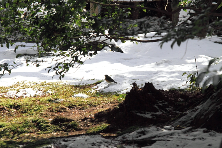 雪の蓮華寺_e0051888_2171422.jpg