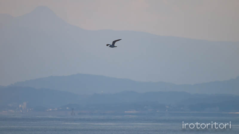 新江ノ島水族館　カモメ？_d0146592_0354792.jpg