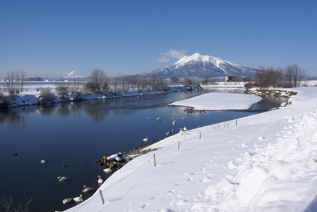 冬の晴天 平川の白鳥と岩木山_a0136293_15111355.jpg