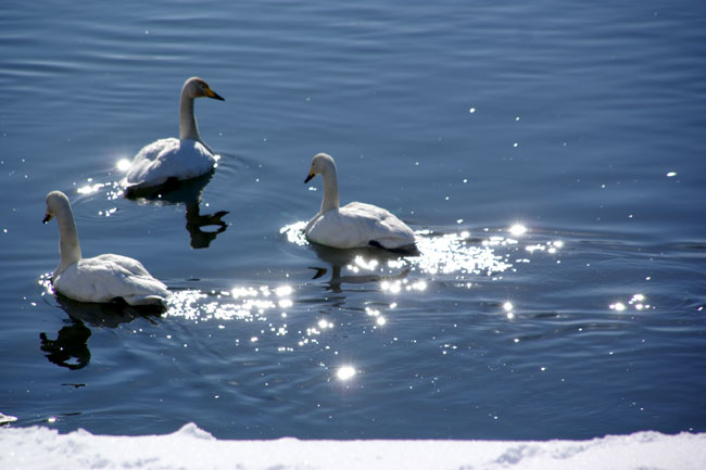 冬の晴天 平川の白鳥と岩木山_a0136293_1512081.jpg