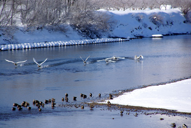 冬の晴天 平川の白鳥と岩木山_a0136293_15182486.jpg