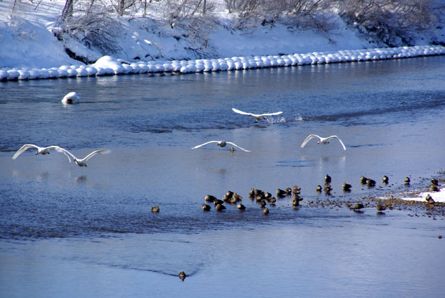 冬の晴天 平川の白鳥と岩木山_a0136293_15184212.jpg
