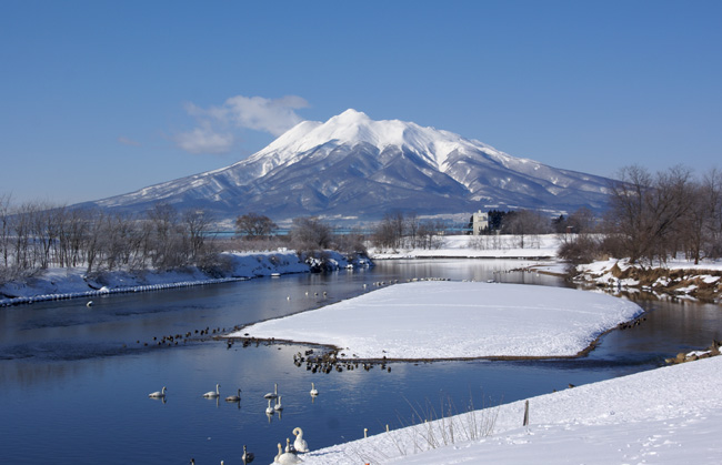 冬の晴天 平川の白鳥と岩木山_a0136293_15203956.jpg