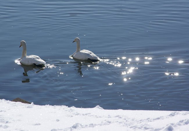 冬の晴天 平川の白鳥と岩木山_a0136293_1612426.jpg