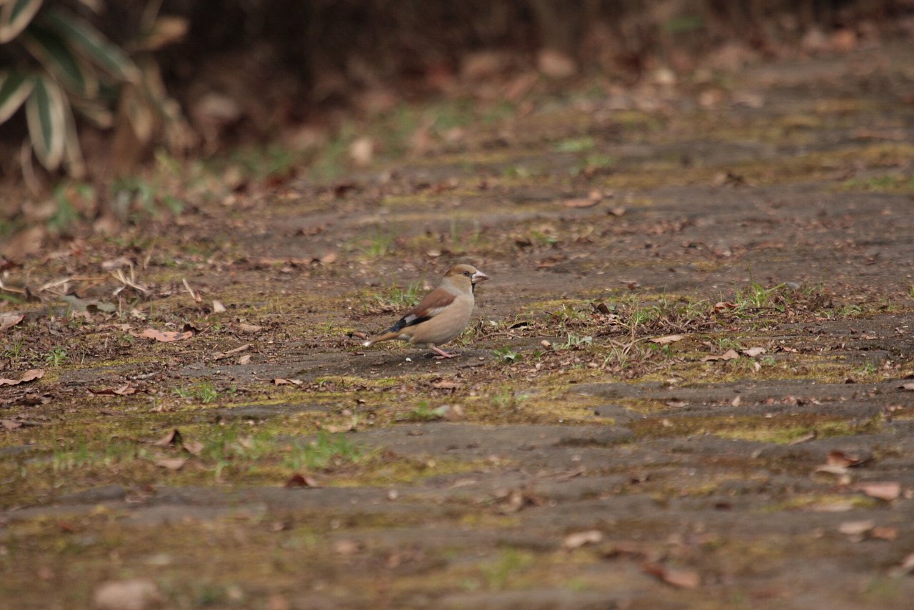 【2011年ルリ男公園周辺の鳥達（３）】_e0167295_0912.jpg