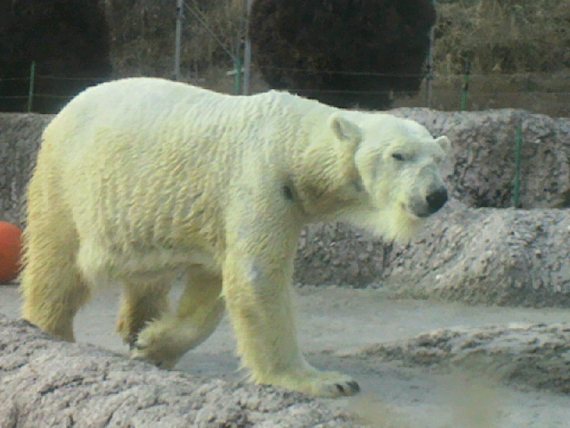 阿波の国に独居のホッキョクグマを訪ねて_a0151913_15562951.jpg