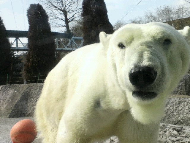 阿波の国に独居のホッキョクグマを訪ねて_a0151913_15562994.jpg