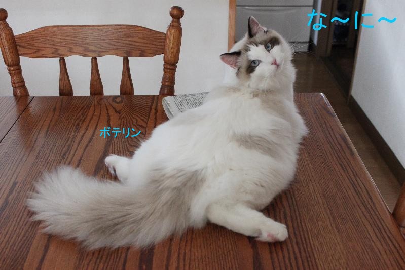 レンちゃん猫じゃない疑惑_e0214720_1519427.jpg