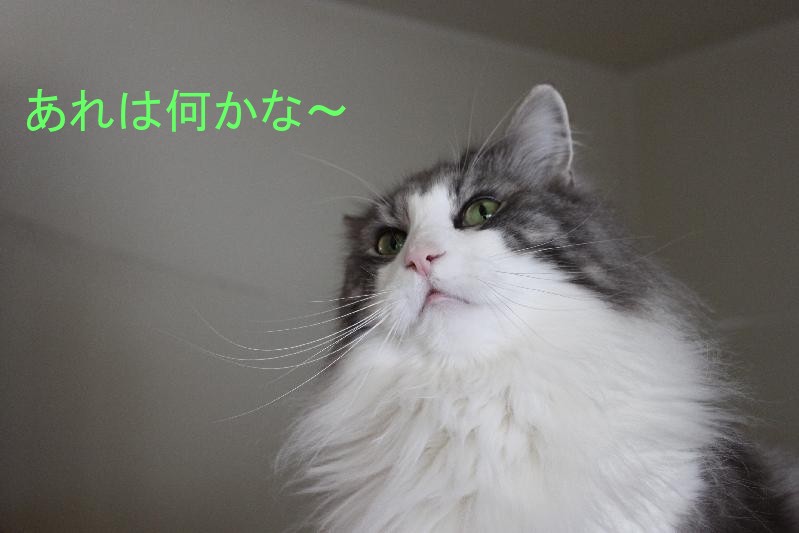 レンちゃん猫じゃない疑惑_e0214720_15202321.jpg