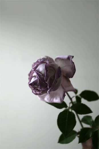 e0205625_23292356.gif