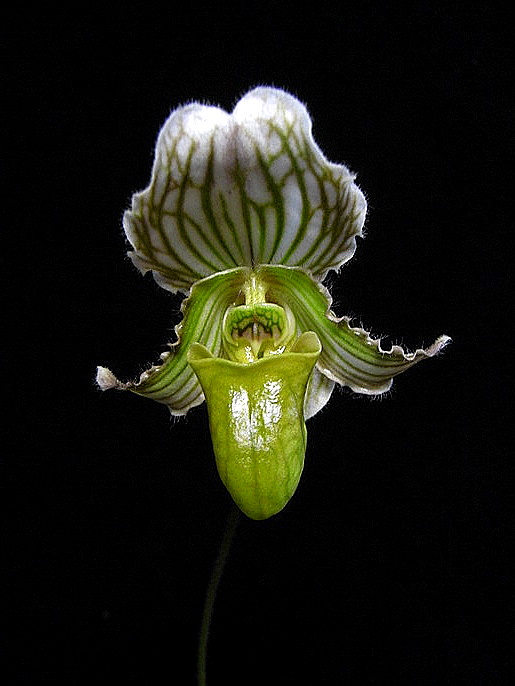 Paph.fairrieanum_b0135345_19264349.jpg