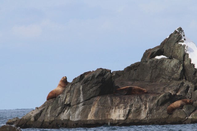 海獣「トド」_c0070654_16224268.jpg