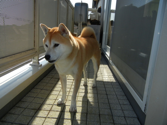 2011年1月29日(土)事件です!空き巣です!_f0060461_16494136.jpg