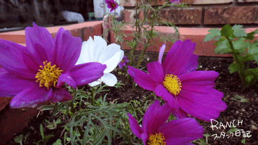 d0181266_10514259.gif