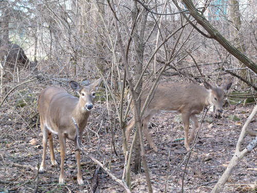 野生動物（リス科　ウッドチャック）_d0193569_18374543.jpg