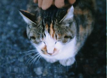 土地猫_e0171573_21313859.jpg