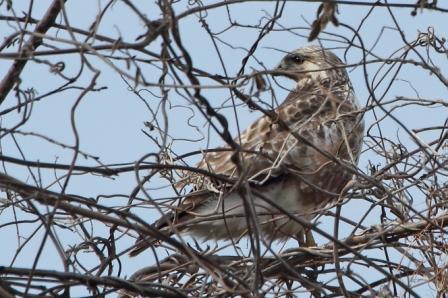 ★先週末の鳥類園(2011.1.22~23)_e0046474_148588.jpg