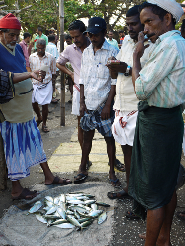 インドの青魚_e0145685_8344537.jpg