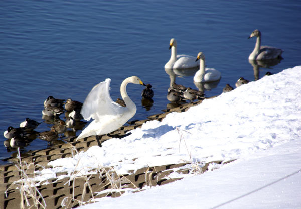 冬の晴天 平川の白鳥と岩木山_a0136293_16444486.jpg