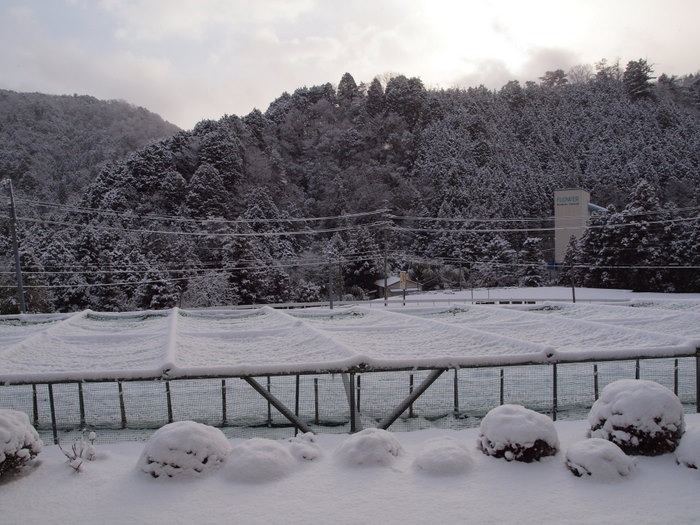 今朝の雪景色_c0116915_21525819.jpg