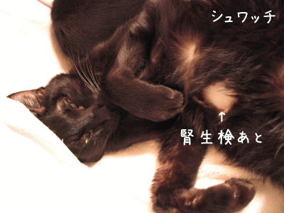 a0166338_12242374.gif