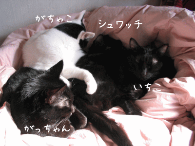 a0166338_13134123.gif