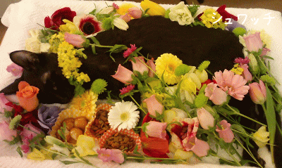 a0166338_13142157.gif