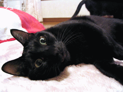 a0166338_13291052.gif
