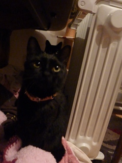 黒まるまるまる猫 空のぇるろった編。_a0143140_2373680.jpg
