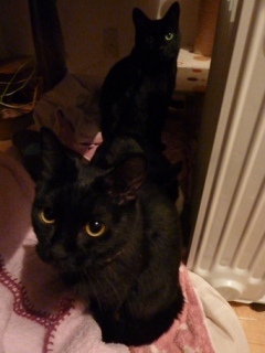 黒まるまるまる猫 空のぇるろった編。_a0143140_2384156.jpg