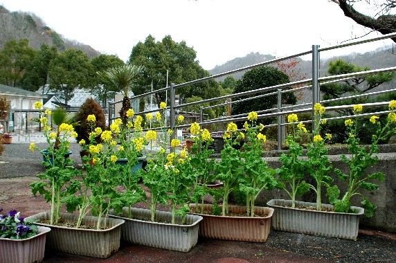 　　和歌山県植物公園緑花センター　_b0093754_23331237.jpg