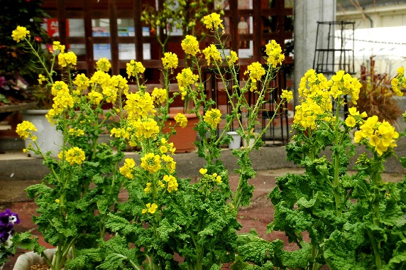 　　和歌山県植物公園緑花センター　_b0093754_23331821.jpg