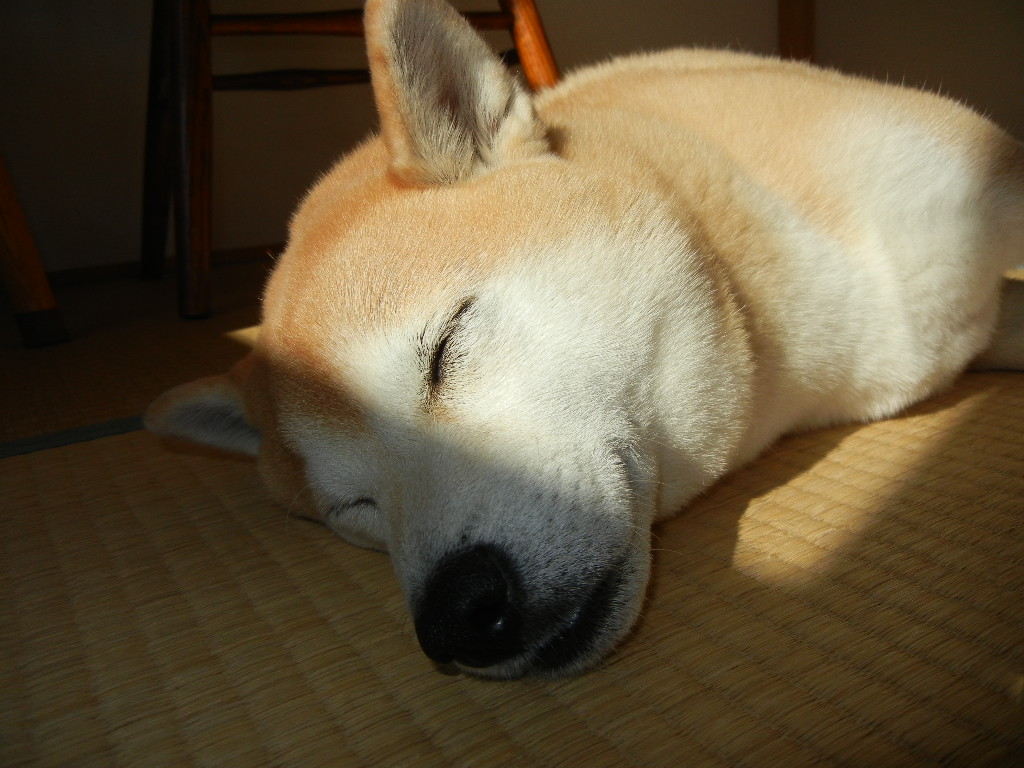 2011年1月30日(日)何でもない日曜日!_f0060461_13424089.jpg