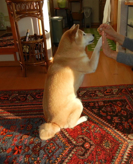 2011年1月30日(日)何でもない日曜日!_f0060461_13484455.jpg