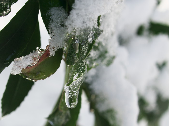 雪が降り続いています・・・_a0096177_14334327.jpg