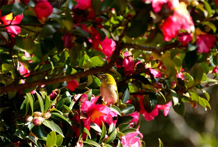 ≪長居植物園　Ⅲ≫_f0108478_19585976.jpg