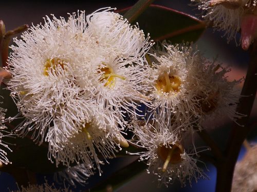 ユーカリ 花 つぼみ 葉 樹皮 ギンヨウアカシア 葉 つぼみ 花と葉っぱ