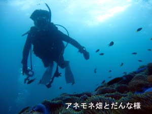 充実のダイビング_f0144385_18104248.jpg