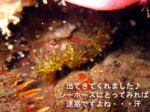 充実のダイビング_f0144385_18112169.jpg