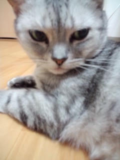 りのちゃんちに遊びにいったよ☆_f0143188_17525353.jpg