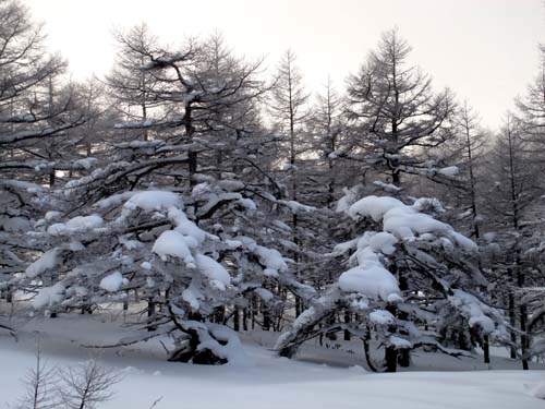 綺麗な雪景色の朝_e0120896_11165953.jpg