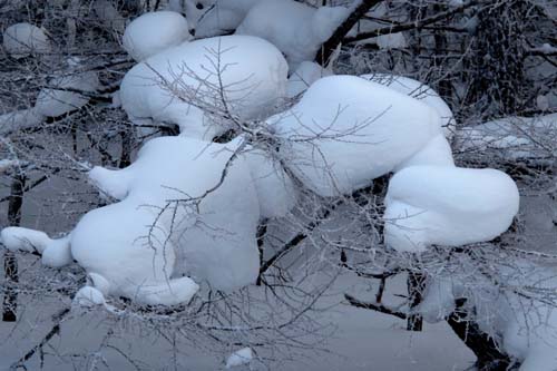 綺麗な雪景色の朝_e0120896_11191172.jpg