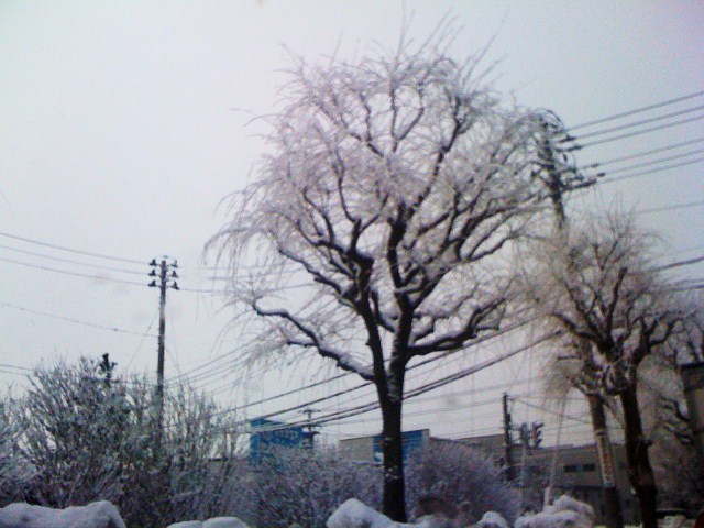 雪の新潟_d0039111_1555556.jpg