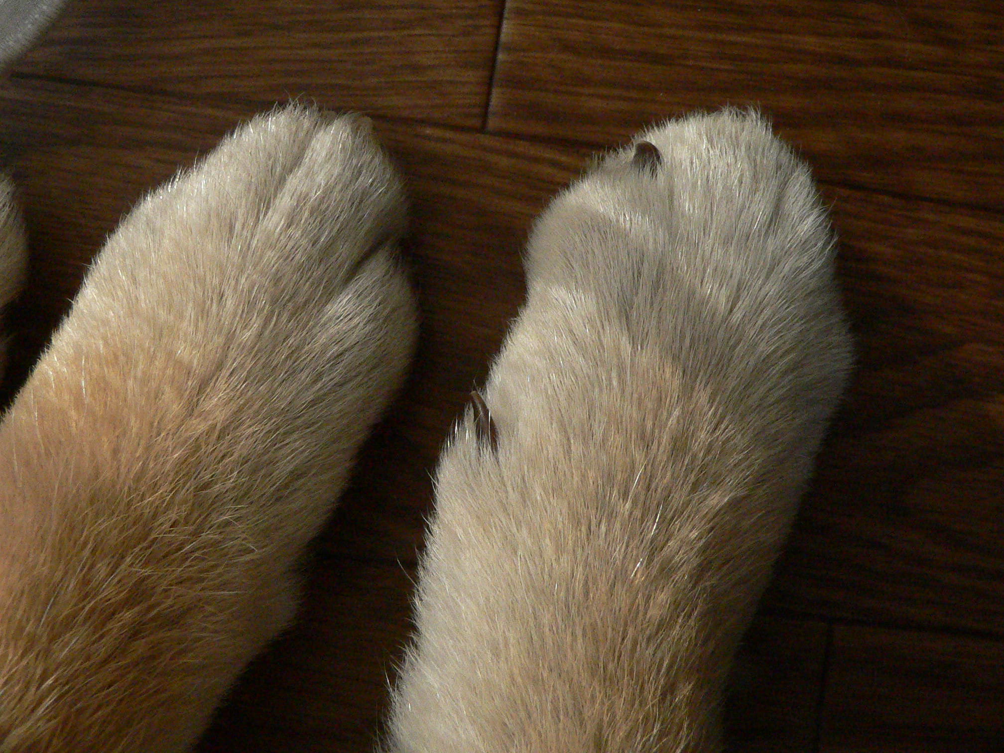 a0190414_1542722.jpg