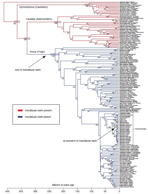 2億3千万年前に退化したカエルの下顎歯が2千万年前に再進化_c0025115_19559100.jpg