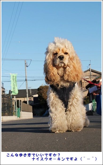 珍しい犬種の仔犬に会えました（＾－＾）_e0052135_18144976.jpg