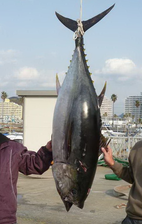 2011年　初めての釣果情報です!!　【カジキ・マグロトローリング】_f0009039_1538442.jpg